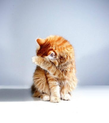 Un chat d’un long poil roux qui se gratte la tête avec sa patte avant gauche devant un mur blanc-gris.